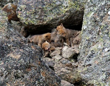 Hansen, J. "Coyote Pups". (image). <http://www.flickr.com/photos/46903714@N00/551046777/> Accessed 5 April 2009.