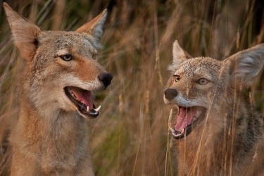 Knoth, M. “Coyotes”. (image).  <http://www.flickr.com/photos/mattknoth/1334248032/>  Accessed 6 April 2009.