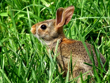 Davis, Joshua. “Wild Rabbit”. (image). <http://www.flickr.com/photos/articnomad/180092696/>. Accessed 15 April 2009.