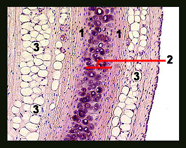 hyaline cartilage connective tissue trachea