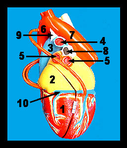 Unit_19-11a