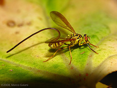 The papaya furit fly