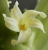 The flower of a C. papaya plant, it has 5 white petals.