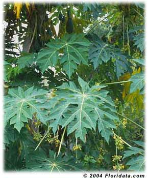 Papaya leaves.  This is where stomata are located that help regulate gas exchange.