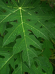 Papaya leaves and the site of photosynthesis for the plant