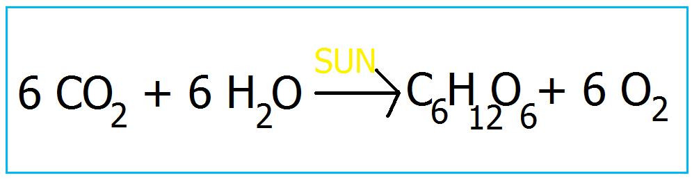 equation for photosynthesis