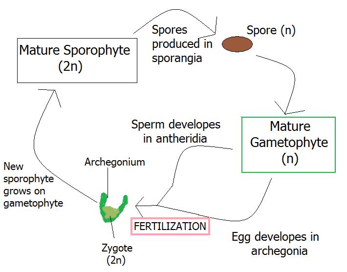 diagram of a plant life cyle created by me