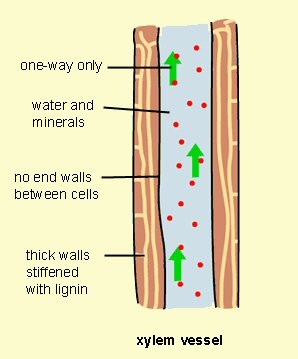 general diagram of xylem