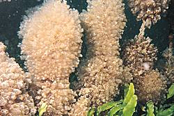 Tunicates growing colonially on a Mangrove root