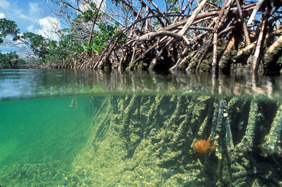 Mangrove drop off