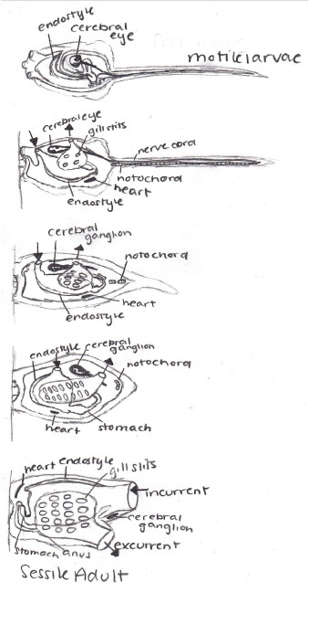 Picture showing the metamorphosis of the tunicate