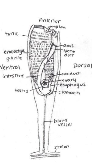 redrawn from invertebrate anatomy online