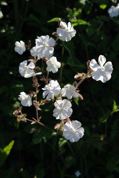 Image of White Campion. Courtesy of Wikimedia Commons.