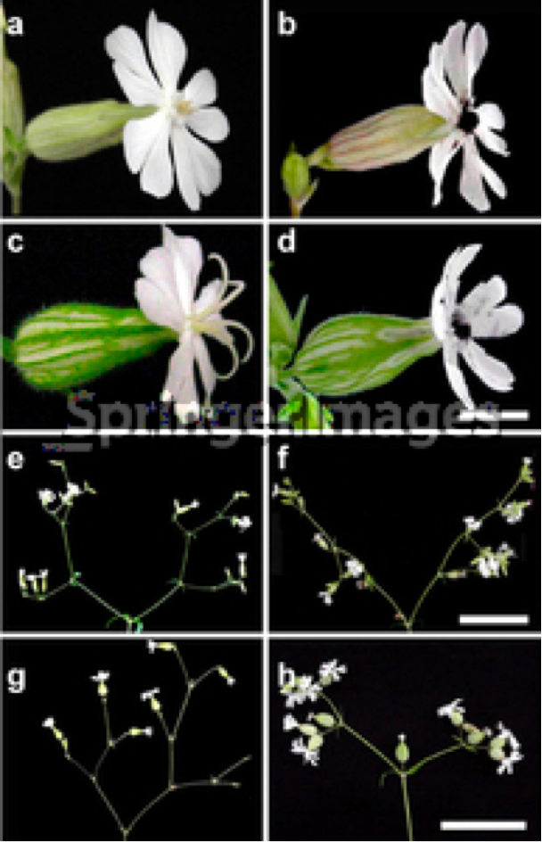 Silene latifolia with Anther Smut Fungus and Silene latifolia unaffected. Used with permission courtesy of A. Jarosz