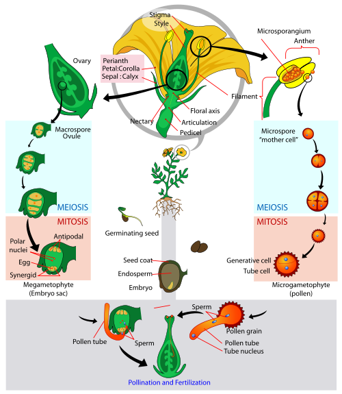 The image depicts the reproductive cycle explained. The blue boxes represent meiosis occuring and the pink boxes represent mitosis. The purple box towards the bottom of the image shows pollination and fertilization. Image courtesy of Wikimedia Commons.