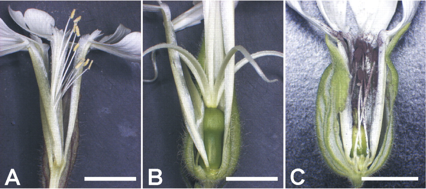 Silene latifolia with Anther Smut Fungus. Used with permission courtesy of A. Jarosz