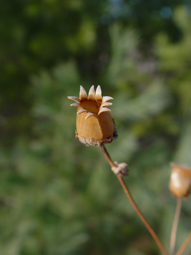 Indehiscent flower. Used with permission. Copyright © 2013 Donald Cameron.