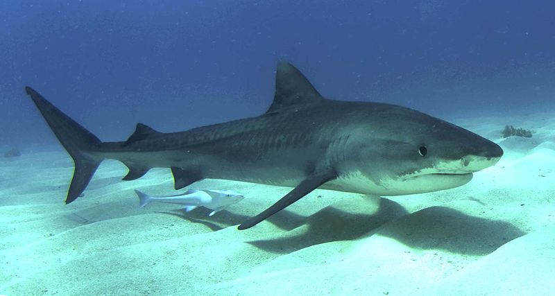 Young tiger shark