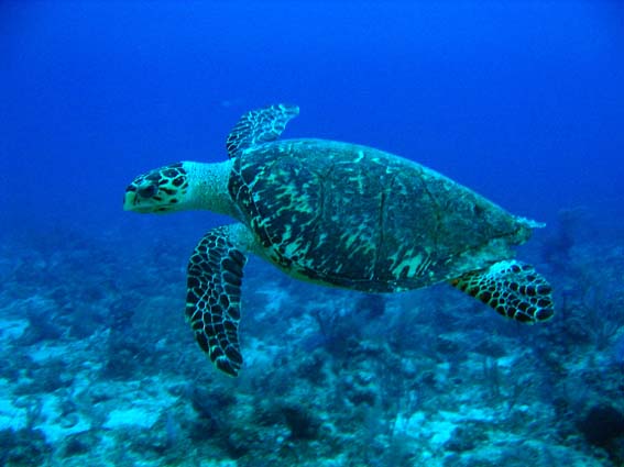 Sea Turtle