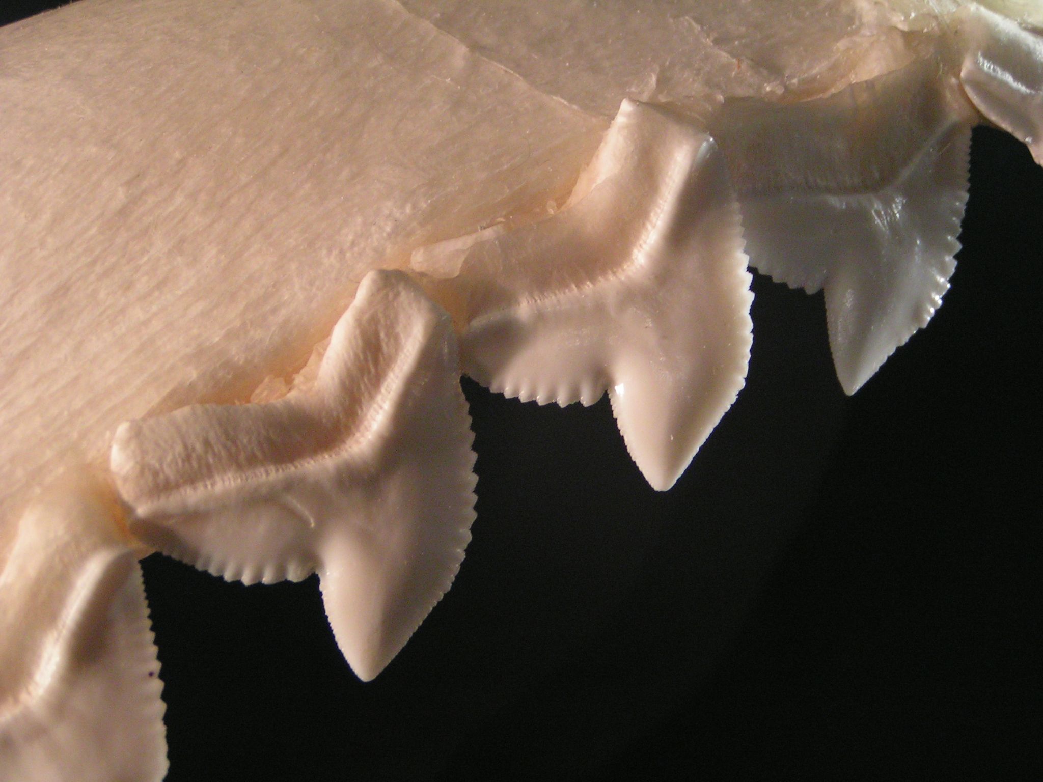 Tiger Shark Teeth