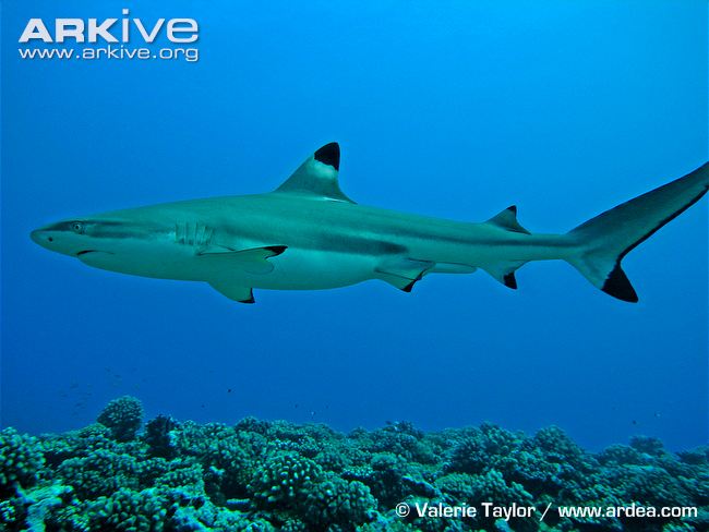 Blacktip Reef Shark