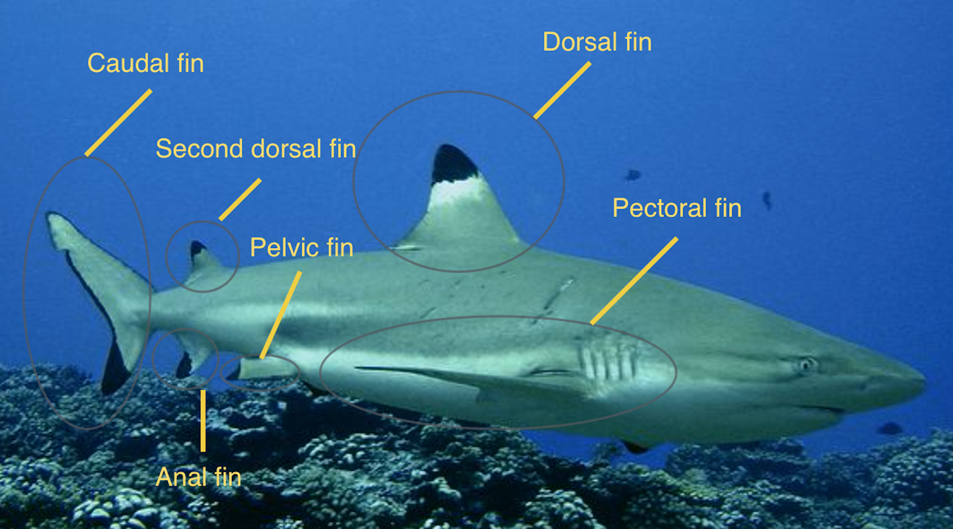 Diagram of blacktip fins