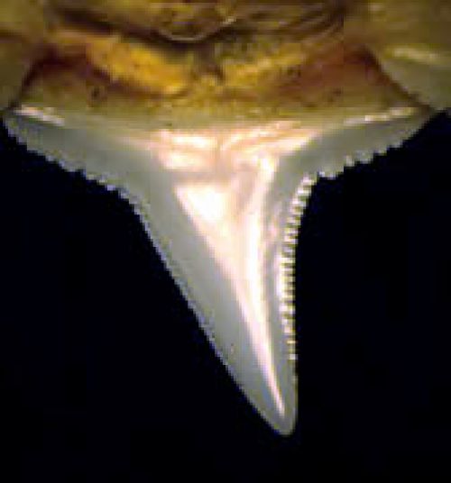 Shark tooth