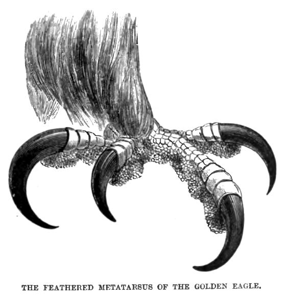 Foot and talons of Golden Eagle. Permission by Wikimedia Commons. http://en.wikipedia.org/wiki/File:GoldenEagleFootLyd4.png