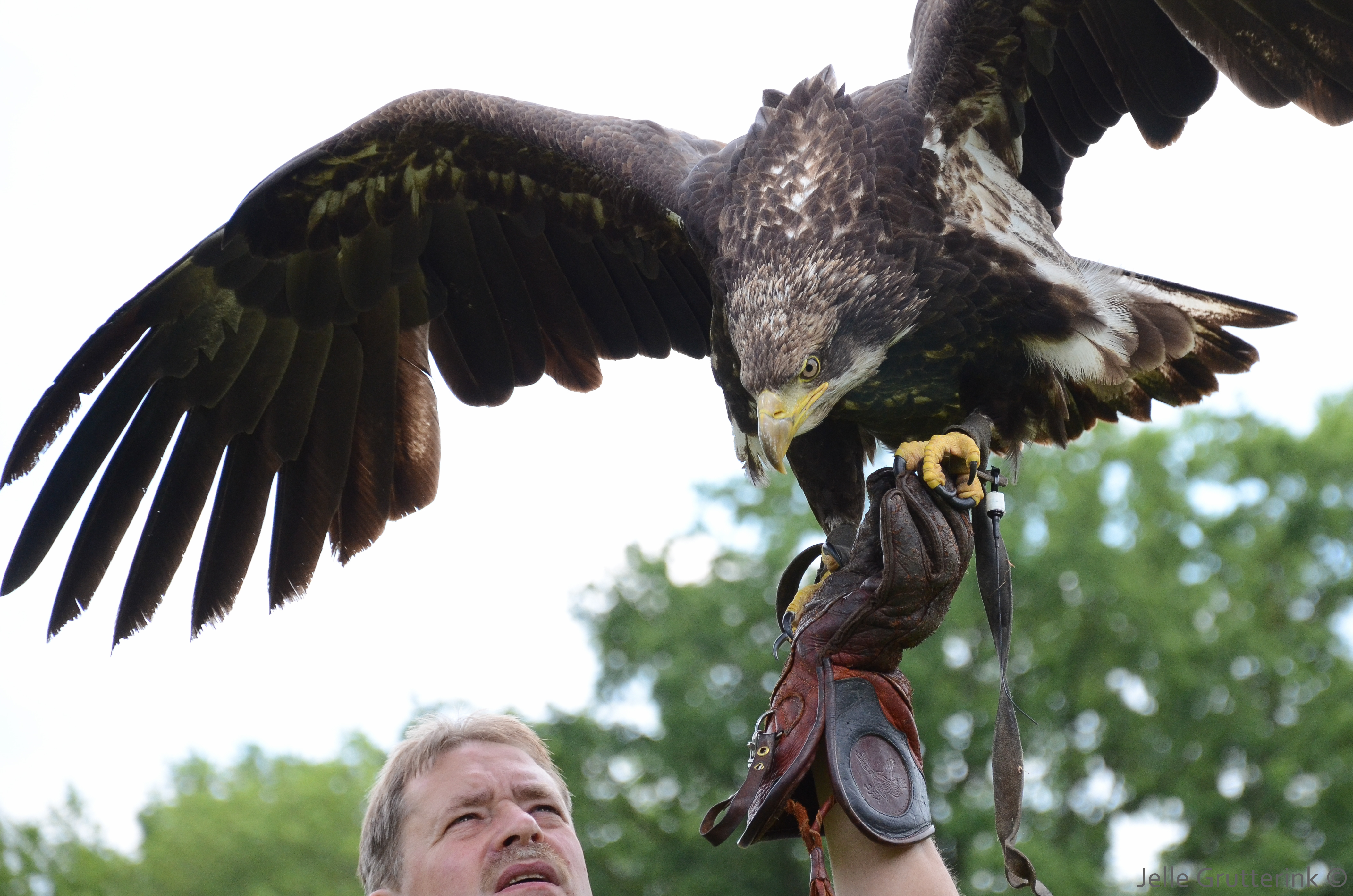 Golden Eagle Permission from Wiki Commons