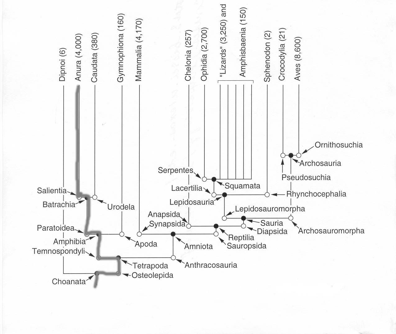 Clade containing the class Amphibia and the order Anura