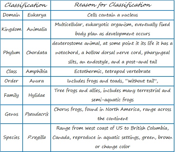 classification of the Pacific tree frog