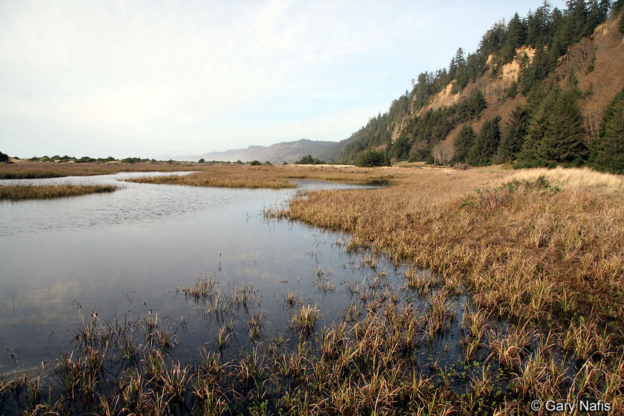 Humboldt County frog habitat. Copyright Gary Nafis