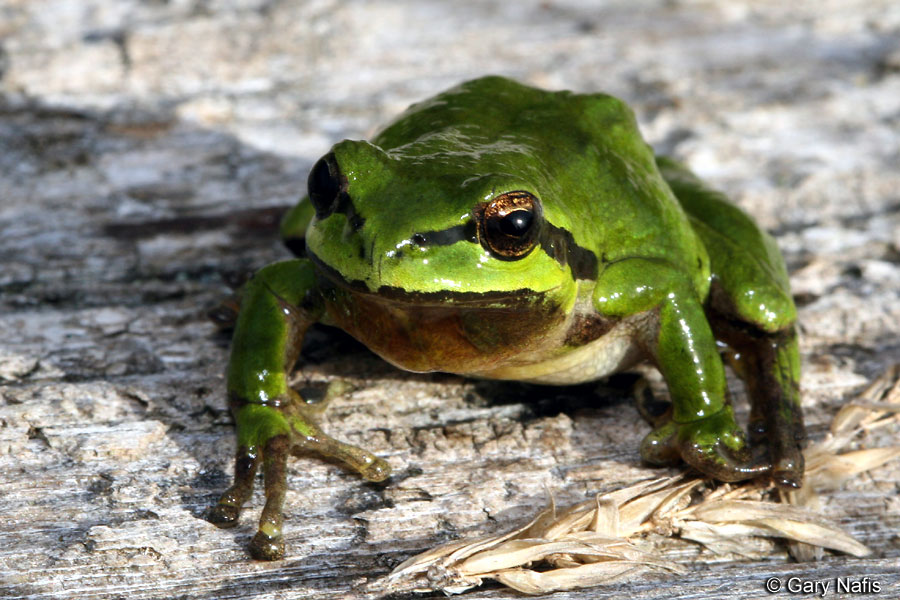 the Pacific tree frog