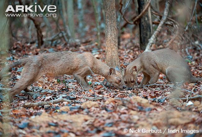 Female fossas investigating one another