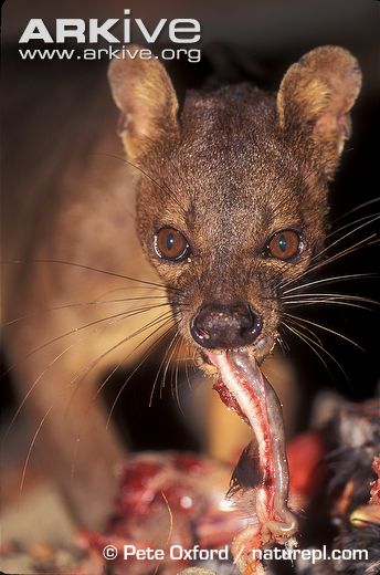 Male Fossa Feeding