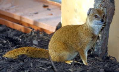 Yellow Mongoose