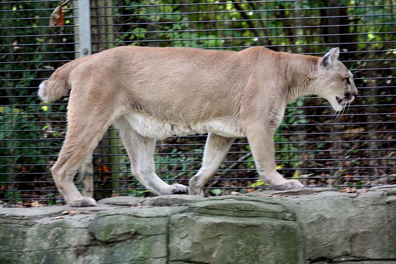 Cougar