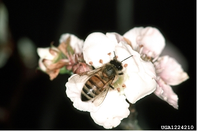 African bee on flower  provided with permission by insectimages.org