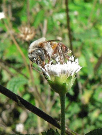 Melipnona beecheii on a flower