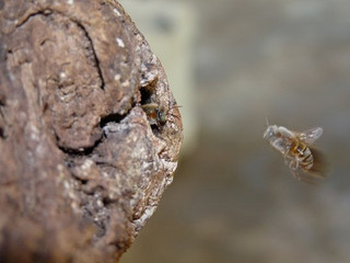 Melipona beecheii flying toward nest, provided by Juan Carlos di Trani