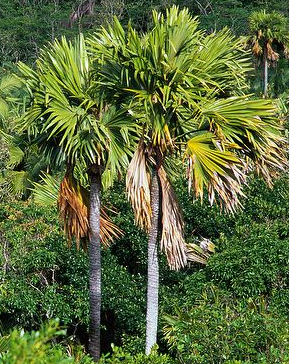 A Coco-de-mer tree provided with permission by Arkive.org