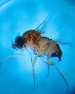 A phorid fly provided with permission by insectimages.org