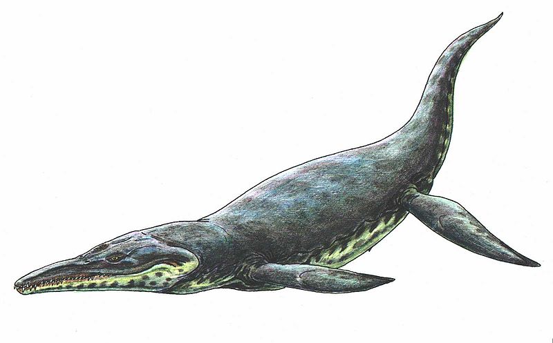 File:Kronosaurus.jpg