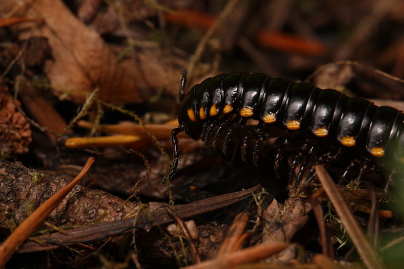 yellow-spotted millipede