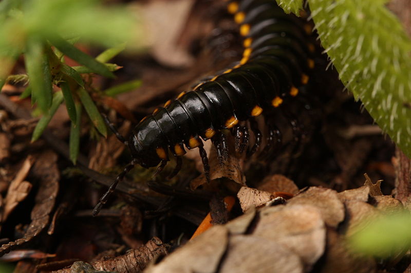 H. haydeniana