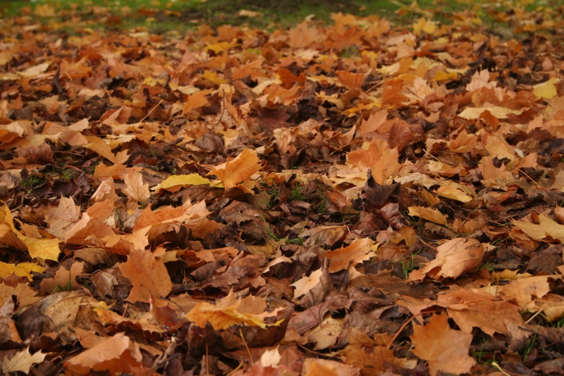 leaf litter