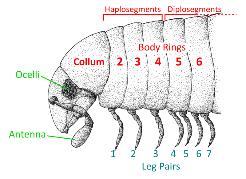 millipede anterior anatomy