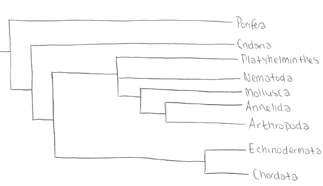 phylotree1