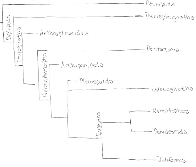 phylotree2