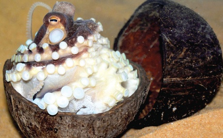 Coconut Octopus used with permission- http://www.threatenedtaxa.org/ZooPrintJournal/2013/June/o325626vi134492-4497.pdf